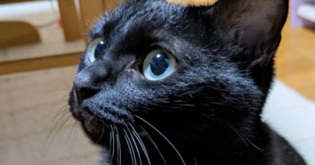 普段はエメラルドグリーンの瞳をしている黒猫→『角度を変える』と…素敵な光景に1万いいね「宝石のよう」「めちゃくちゃ可愛い」と話題に
