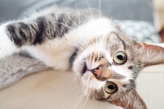 『運動神経がイマイチな猫』がみせる3つの行動　安全に暮らすために注意したいポイント