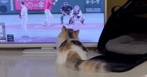 『野球観戦をする猫』を見ていたら…ボールが投げられた次の瞬間→可愛すぎる行動が461万表示「消える魔球になっちゃうｗ」「めっちゃほっこり」