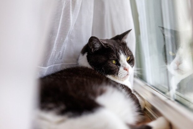 窓辺でくつろぐ猫