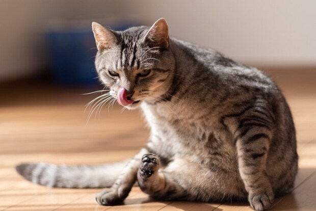 不機嫌そうな表情で鼻を舐めている猫