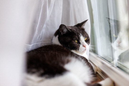 猫が『やめてくれ！』と伝えているときのサイン4つ　飼い主が取るべき対応や注意点を解説