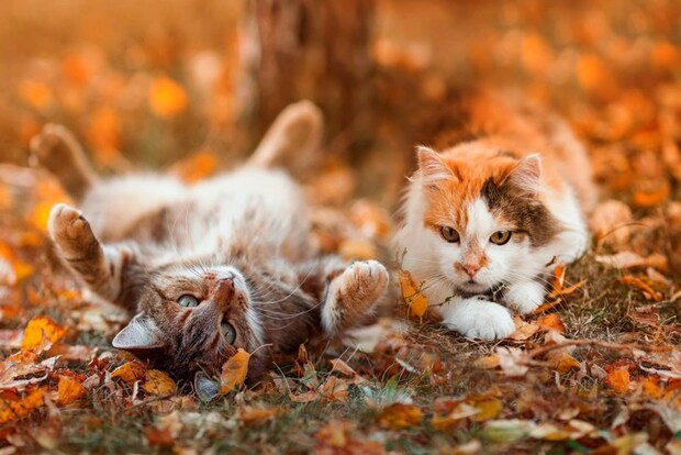 外にいる猫たち