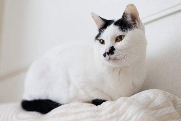 ちょびヒゲの白黒猫