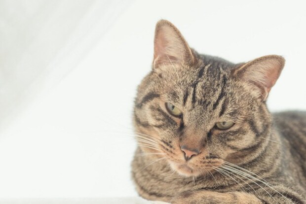 なにか言いたげな顔のキジトラ猫