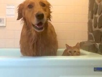 大型犬とネコを『温泉』に入れた結果→２匹で湯船につかって…最高すぎる『入浴シーン』が11万再生「うらやましい」「並ぶと可愛さ100倍」