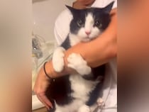 腕を抱きしめてくるネコ→抜こうとしたら…絶対に離れたくなくて見せた『ネコとは思えない行動』が13万再生「メンへニャ」「うらやましい」