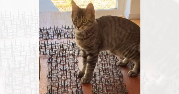 猫がテーブルに乗らないように『トゲトゲシート』を設置した結果…まさかの光景に爆笑の声「おもちゃだと思ってる？ｗ」「表情がいいねｗ」
