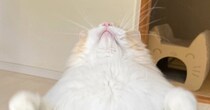 上を向いて立っている猫の『お腹』を見たら…まさかの『形』が可愛すぎると1万7000いいね「妖怪モフ壁」「ホームベースかな」と反響