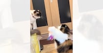 おもちゃを使用して『猫を遊ばせる猫』を見ていたら…思わぬ展開に笑いが止まらないと42万再生「天才すぎないか」「嘘でしょからの嘘でしょｗ」