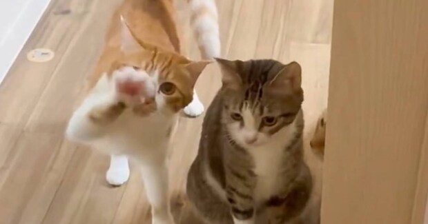 ママが家に帰るとドアの前で猫たちが…可愛すぎる『お出迎えの様子』に１万いいね「招かれてるね～ｗ」「可愛くって倒れる」と癒される人が続出