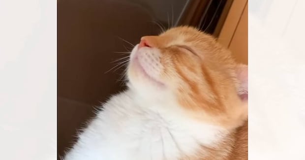 すやすやとお昼寝していた子猫→『まさかの場所』で…笑わずにはいられない光景に1万7000いいね「すごい体勢w」「首が痛くないのかなw」