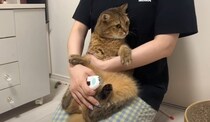爪切りをするために猫を抱き上げたら…あまりにも可愛すぎる『抵抗の様子』に「しがみつきがたまらない」「笑ってしまった」と3万再生の反響