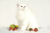 猫に絶対食べさせてはいけない『果物』5つ　命に関わるリスクや誤飲時の症状・対処法も解説