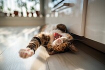 猫の『あくび』に隠された理由6つ　ただの眠気ではない？愛猫の心理や体調サインも解説