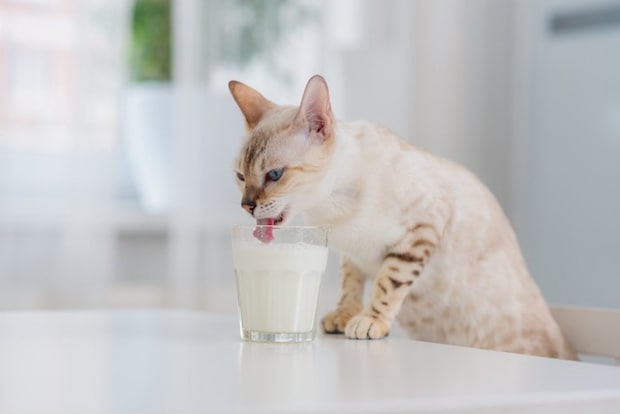 牛乳を飲む猫