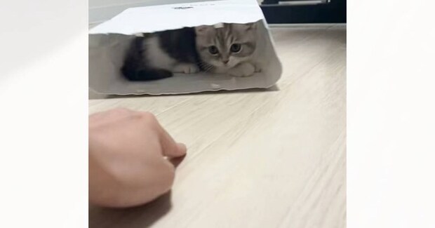 紙袋の中に隠れる子猫→飼い主さんが指を出すと…とんでもなく癒される『動き』が200万再生「可愛すぎてたまらん」「ヒットアンドアウェイｗ」