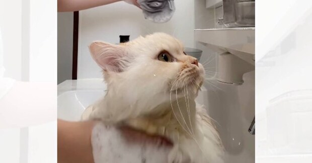 猫のシャンプー中に『宅配便』がきてしまって…玄関に向かった結果→爆笑の展開が24万再生「可愛すぎて笑った」「余裕そうにしてたのにｗ」