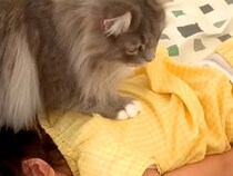 朝、２人姉妹を起こしてくれる猫→お姉ちゃんがなかなか起きなくて…あたかも母親のような『方法を変える様子』に「素晴らしい」と称賛の声