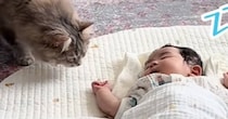 赤ちゃんがリビングで寝ていると、猫が近づいてきて…次の瞬間→思わず癒される『尊い光景』が39万再生「守りの体制」「賢くて優しいね」