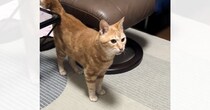 猫に『お母さんの声は聞こえるのにいないドッキリ』を仕掛けた結果…涙が出るほど『可愛すぎる瞬間』が11万再生「犬みたい」「愛おしい」