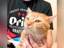 朝６時に起こしてきた猫→寝るまでの行動に密着してみたら…予想以上に『愛おしい日常』が156万再生「なんだ、天使か」「ものすごい満足感」