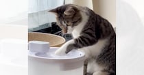 『自動給水機に興味津々な猫』を見ていると…思わず笑っちゃう『可愛い行動』に２万いいね「入りたいのかなｗ」「飲めてないね～ｗ」