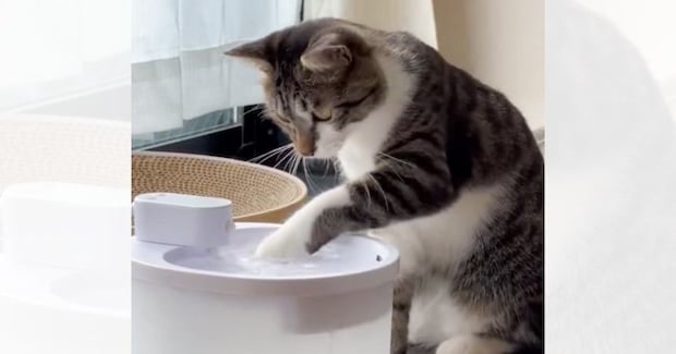 『自動給水機に興味津々な猫』を見ていると…思わず笑っちゃう『可愛い行動』に2万いいね「入りたいのかなw」「飲めてないね~w」