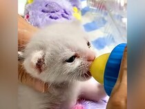朝５時にお腹が空いて起こしてくる子猫→ミルクをあげた結果…あまりにも尊い『まさかの光景』が30万再生「お腹がポンポン」「満足そう」