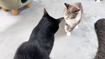 同居猫から背負い投げを食らいそうになって…次の瞬間→黒猫がとった『思わぬ行動』に爆笑の声「まさか自分からｗ」「オチが素晴らしいｗ」