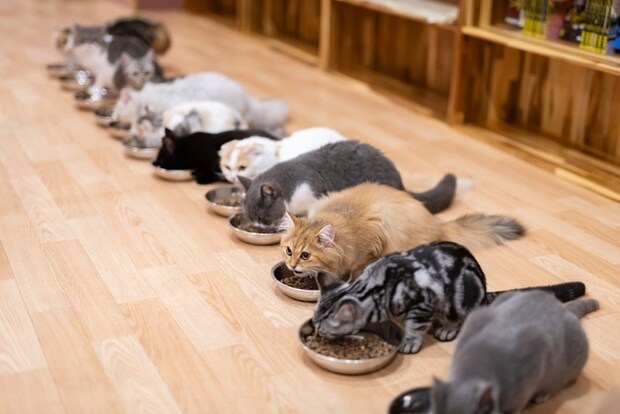 みんなでお食事タイム