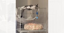 ケージから降りられず『助けを求めていた猫』→すぐには行けなかった結果…まさかの光景が15万再生「遠い目してるｗ」「諦めモードｗ」と爆笑