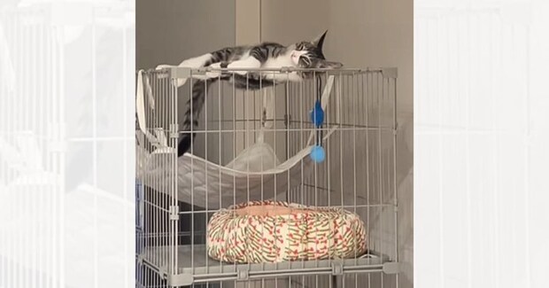 ケージから降りられず『助けを求めていた猫』→すぐには行けなかった結果…まさかの光景が15万再生「遠い目してるｗ」「諦めモードｗ」と爆笑