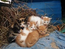 ドラマ「フレンズ」の登場人物名をもつ子猫たちが、幸せに向けて新たな一歩を踏み出す　英国スコットランド