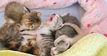 お昼寝中の赤ちゃん猫たち→1匹が『あくび』をし始めたら…可愛すぎる展開に癒される人が続出「カワイイが大渋滞」「メロメロになっちゃう」