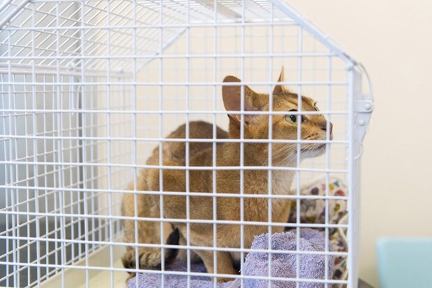 ケージの中にいる猫