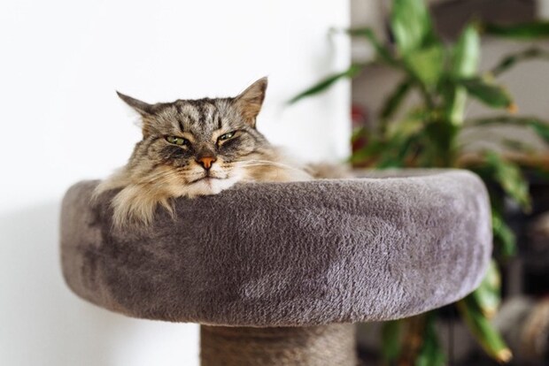 キャットタワーにいる猫