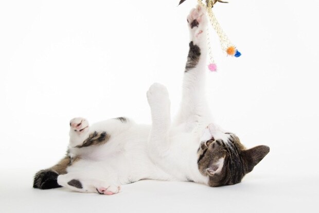 おもちゃに右手を伸ばす猫