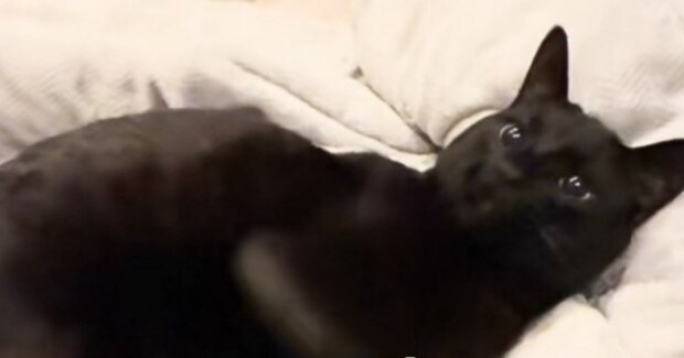 黒猫が『好きな人』と『嫌いな人』に触られた結果…あからさま過ぎる態度の違いに爆笑する人が続出「わかりやすいw」「ウケるw」