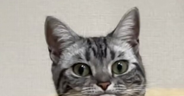 ハンモックでくつろいでいた猫→『アゴ』を見たら……爆笑必至の表情が69万再生「意図せずなってて可愛い」「おててかと思ったw」と話題