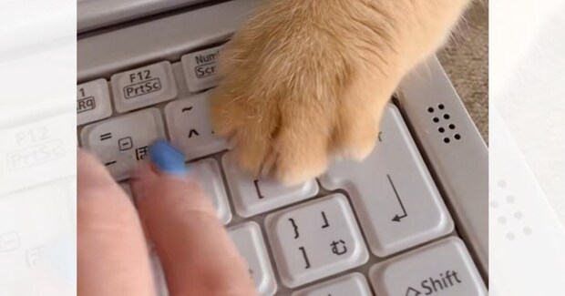 リモートワーク中のママにかまってほしくて…猫が見せた可愛すぎる行動と『まさかの表情』が83万再生「一番困るキー知ってるなｗ」「顔よｗ」