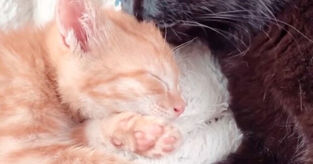 猛暑の中、ぐったりとしていたところを保護された子猫→『優しい先住猫』と出会った結果…涙あふれる光景が36万再生「素敵なお話」「泣ける」