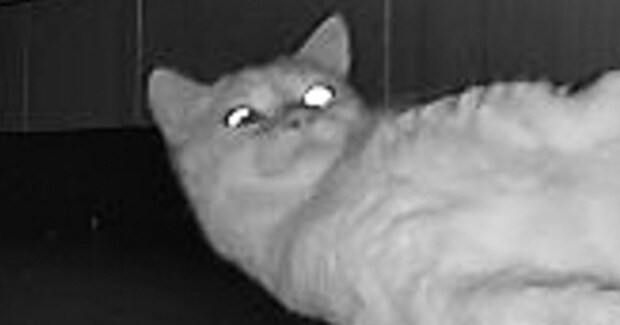 深夜のペットカメラに映った『ネコ』を見たら…『まさかのポーズ』に爆笑の声続出「腹筋使ってるｗ」「ピラティスかなｗ」と1万いいね