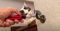 お父さんが階段の手すりを修理していると…『集まってきた猫』の行動が可愛すぎると52万再生「世界一可愛い現場監督」「指導してて草」