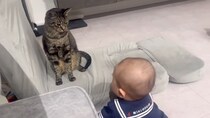 赤ちゃんにロックオンされた猫→次の瞬間『可愛すぎる行動』に……思わず笑顔になる瞬間が34万再生「癒しをありがとう」「平和な世界」