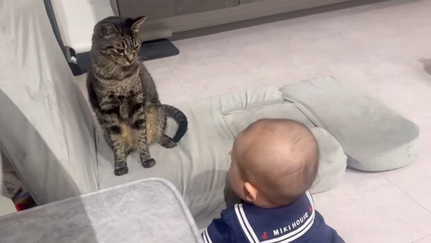 赤ちゃんにロックオンされた猫→次の瞬間『可愛すぎる行動』に……思わず笑顔になる瞬間が34万再生「癒しをありがとう」「平和な世界」