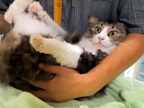 シャンプーとドライヤーをされる元野良ネコ→暴れるかと思ったら…『まるで赤ちゃんのような態度』が48万再生「信頼しきってる」「幸せな顔」