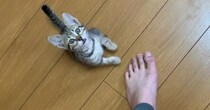 帰宅すると嬉しそうにやって来た保護子猫→次の瞬間…飼い主さんに見せた『可愛すぎるお出迎え』が25万再生「好きが伝わる」「いいなぁ」
