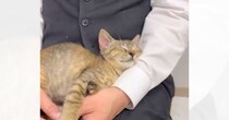 『ホテルに迎えられた元野良猫』が環境に慣れていった結果…『可愛すぎる眠り方』に笑みがこぼれると18万再生「居心地よさそうｗ」「癒しｗ」