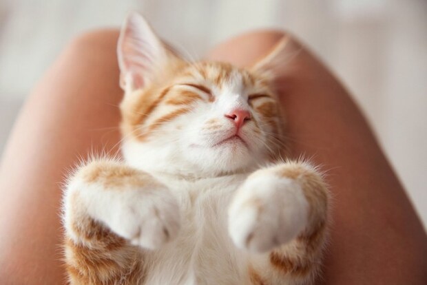 膝の上でリラックスする子猫